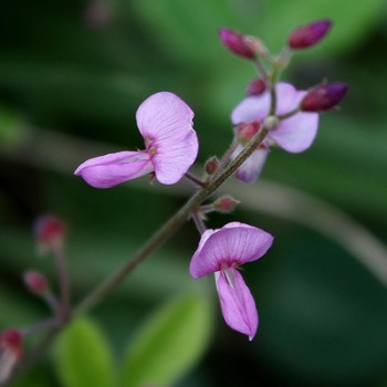 Desmodium Adscendens